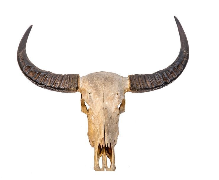 Crâne brut sans mandibule inférieure de Buffle d'eau domestique (Bubalus bubalis) (NR