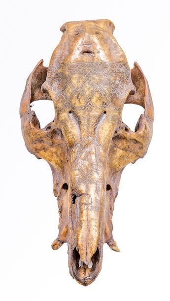 Crâne sans mandibule inférieure de Sanglier des Célèbes (Sus scrofa celebensis) (NR
