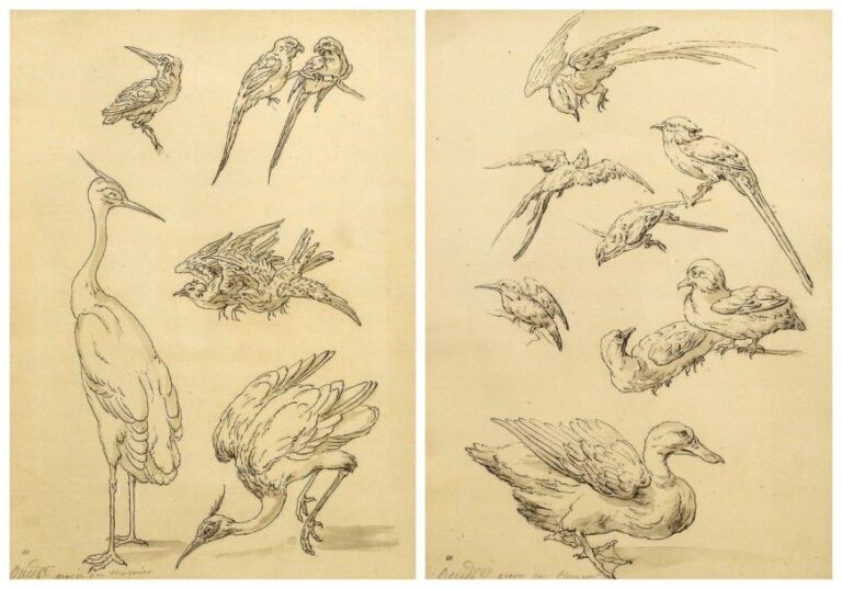 Deux dessins d'études d'oiseaux dont un canard, des grues, des martins pêcheurs, des perroquets et une hirondelle Plume, encre brune, lavis gris sur traits de pierre noir