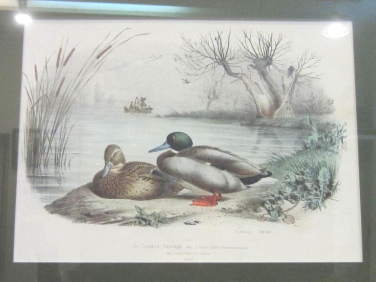 Deux gravures encadrées "canards"
