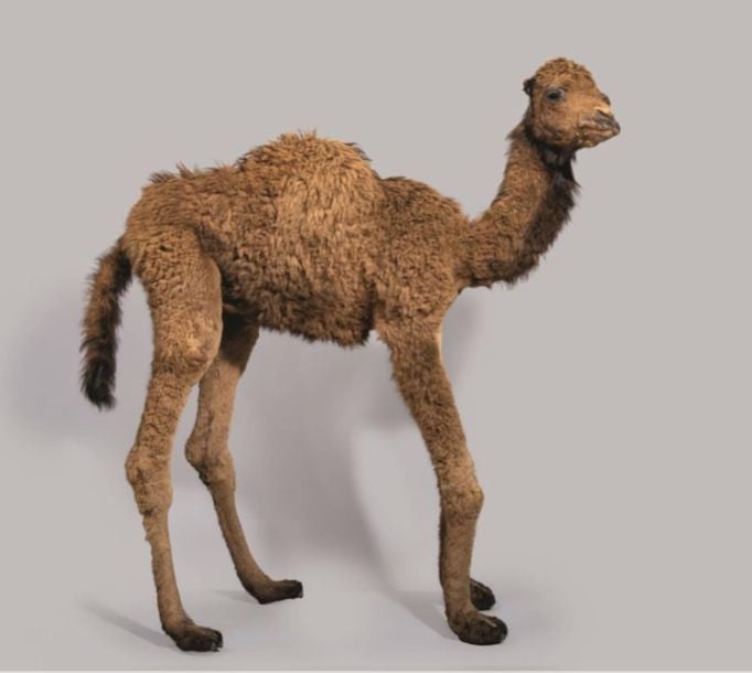 Dromadaire Camelus dromedarius Spécimen ayant appartenu au zoo de Jean Richard à Ermenonvill
