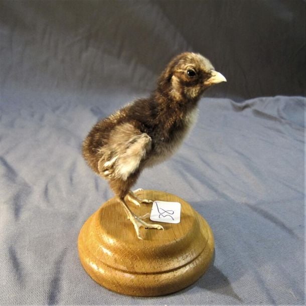 Etourneau sansonnet Sturnus vulgaris deux adultes, un jeun