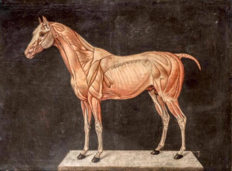 Étude anatomique de cheval écorché