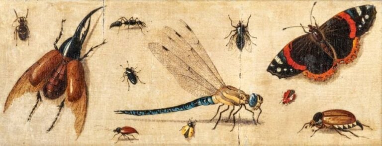 Étude de papillons et insecte