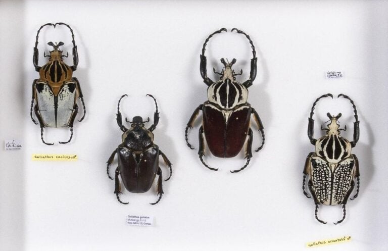 Goliathus cacicus (1m),