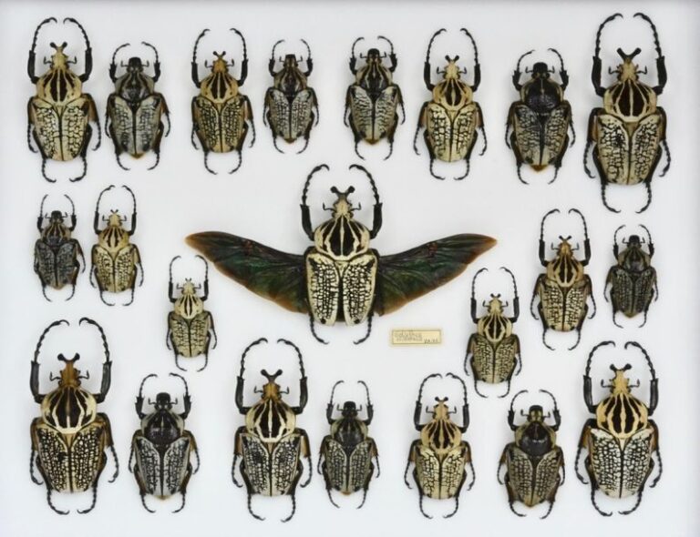 Goliathus orientalis (13m-9f) - Cerambycidae divers dont Batocera wallacei - Neocerambyx giga