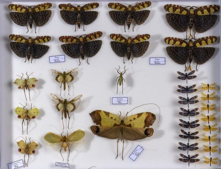 Insectes exotiques divers : Cigales- Pterochrozes, Sanaea