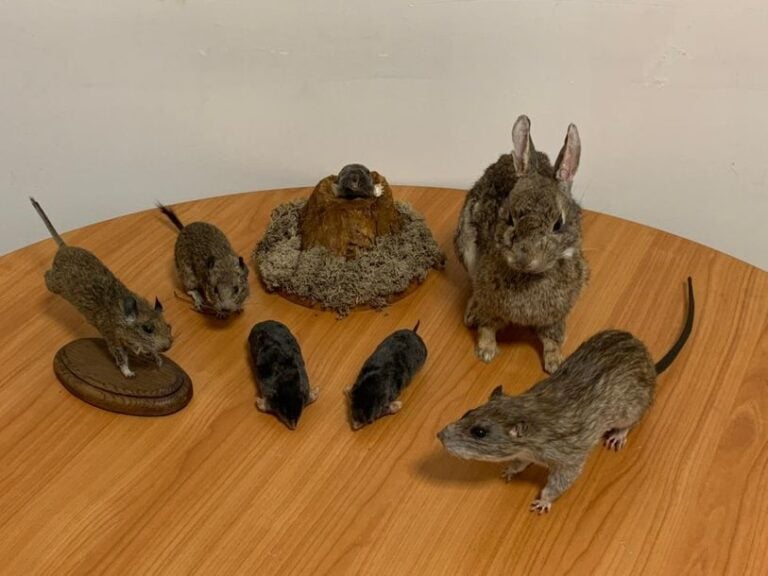 Lot de rongeurs et divers : Dègue du Chili Octodon degus, Surmulot, Lapin de Garenne, Taupe