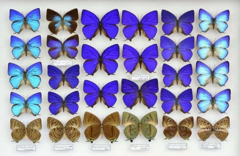 Lycaenidae (Mexique- Indonésie) dont Arhopal