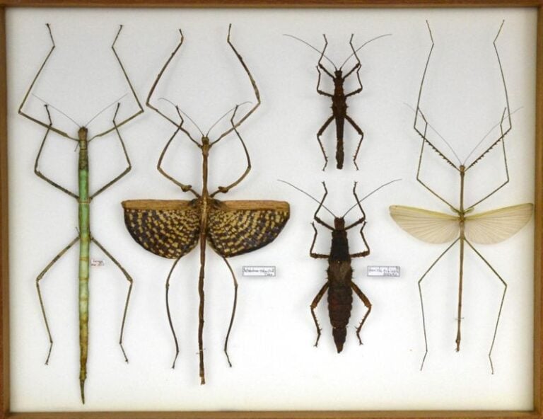 Mantidae - Phasmida