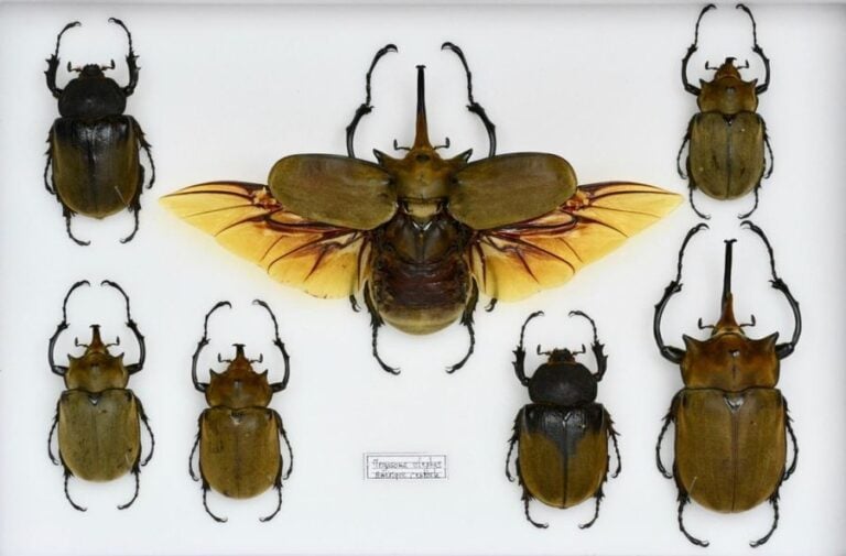 Megasoma elephas ( 5m-2f) - Goliathus orientalis (9m-1f