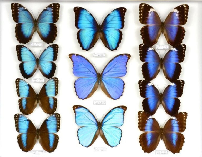 Morpho dont