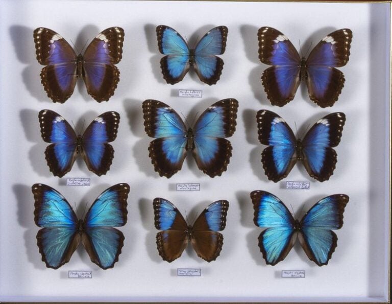 Morpho dont helenor violaceus, hecuba obidona (3m-1f), deidamia steinbachi (2m