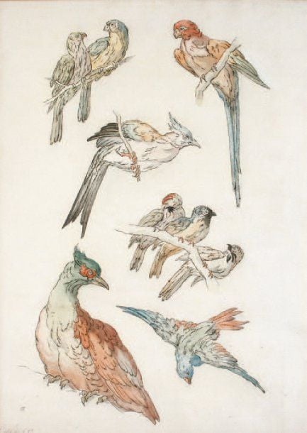 Neuf études d'oiseaux dont certains perchés sur des branches Plume sur traits de pierre noire rehaussée d'aquarelle 55 x 39 cm Annoté « Oudry » Marque de collection