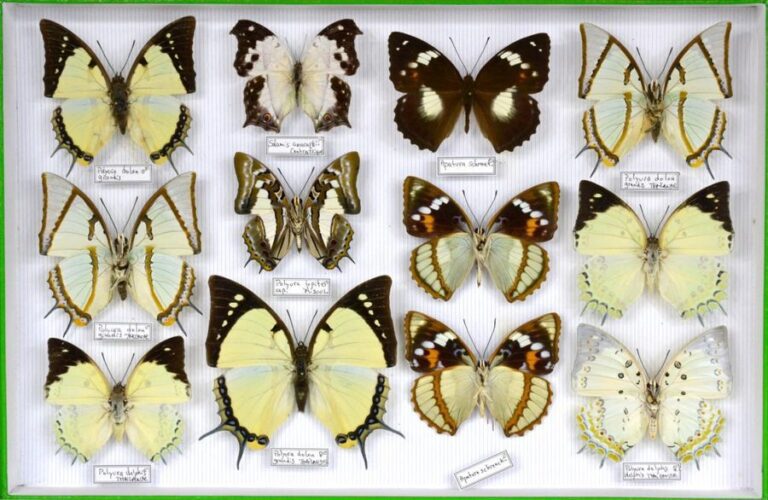 Nymphalidae ( Asie- Am Sud) dont Polyura dolon grandis (3m-1f), delphis (6m-3f)- Asterope sapphira (2m-2f