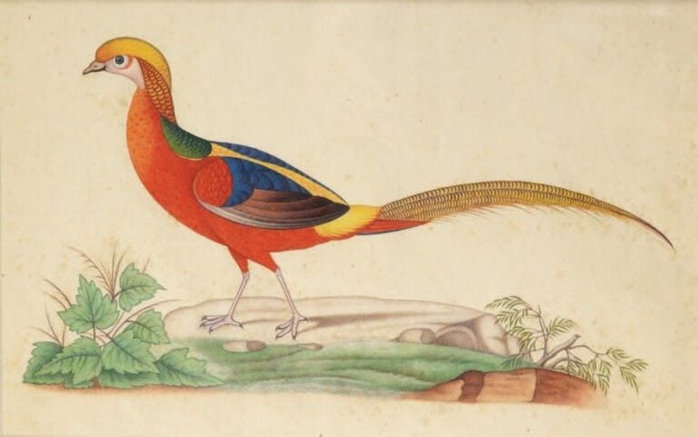 Oiseau