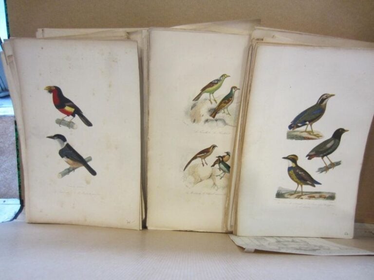 OISEAUX/ANIMAUX