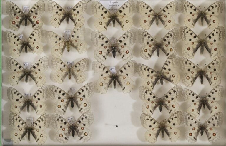 Parnassius apollo antijesuita (16m-7f),