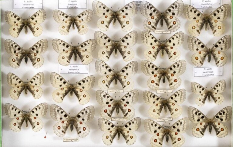 Parnassius apollo caloriferus (3m-1f),