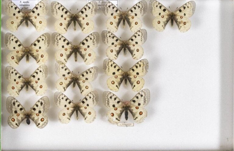 Parnassius apollo cebennica (3m-1f),