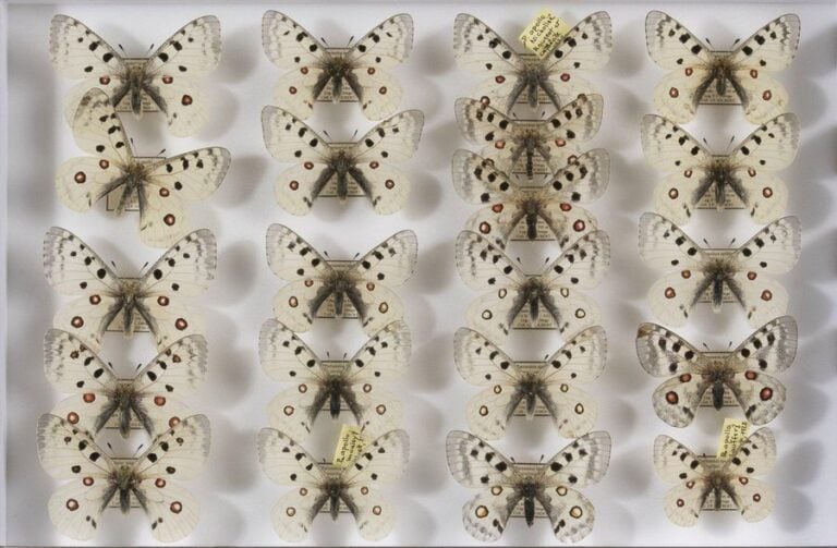 Parnassius apollo hispanicus (3m),
