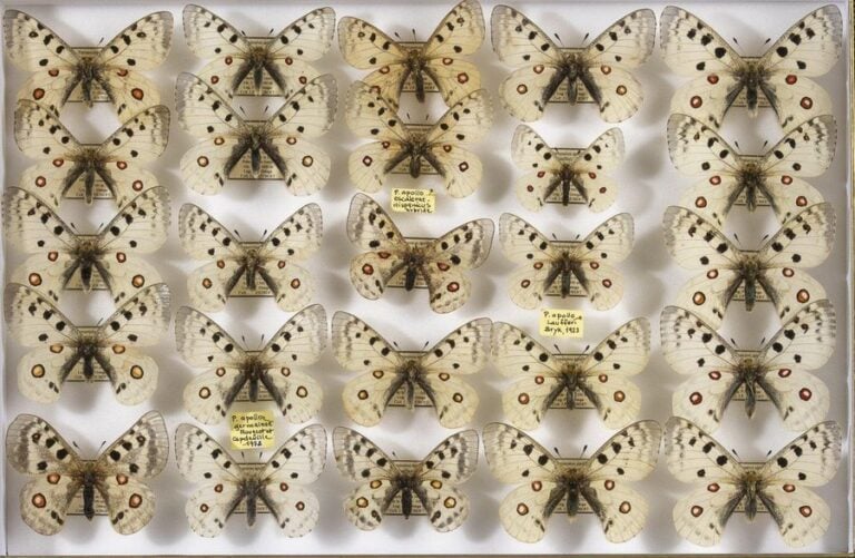 Parnassius apollo hispanicus (4m-1f),