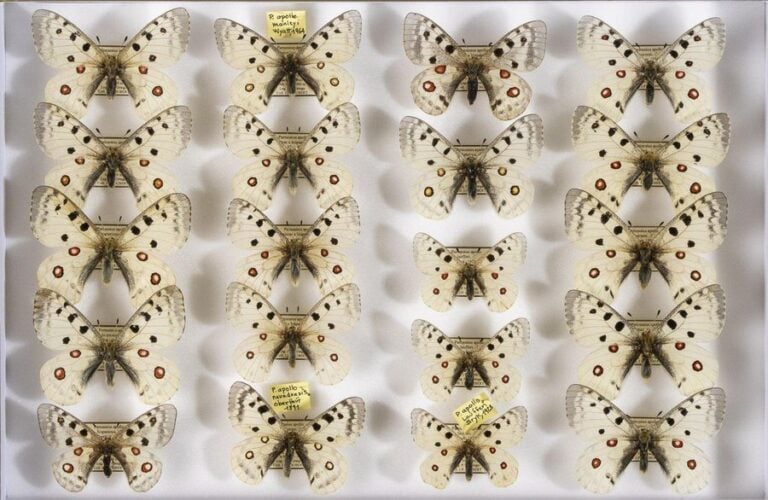 Parnassius apollo hispanicus (4m-1f),