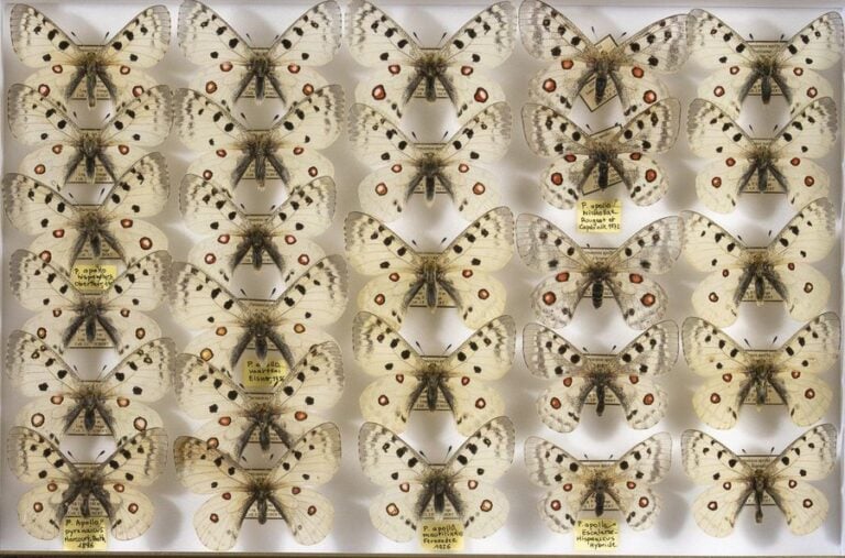 Parnassius apollo hispanicus (5m),