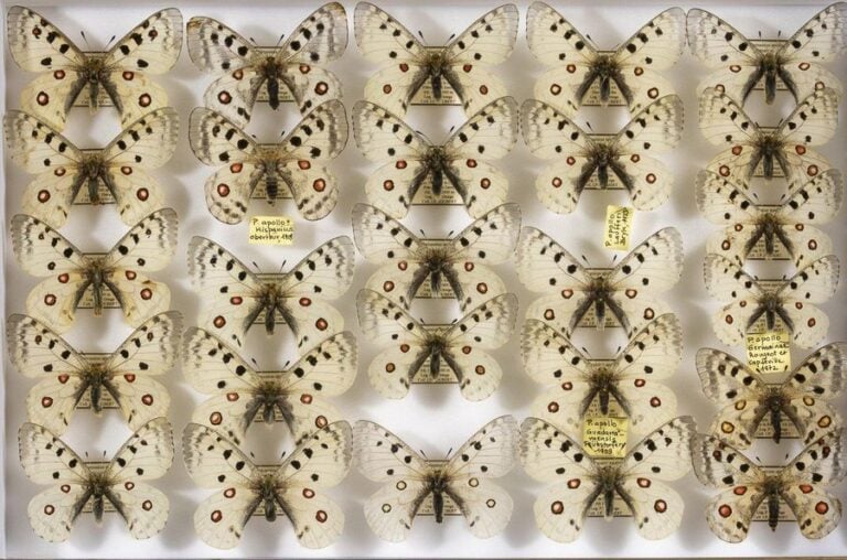 Parnassius apollo hispanicus (6m-3f),