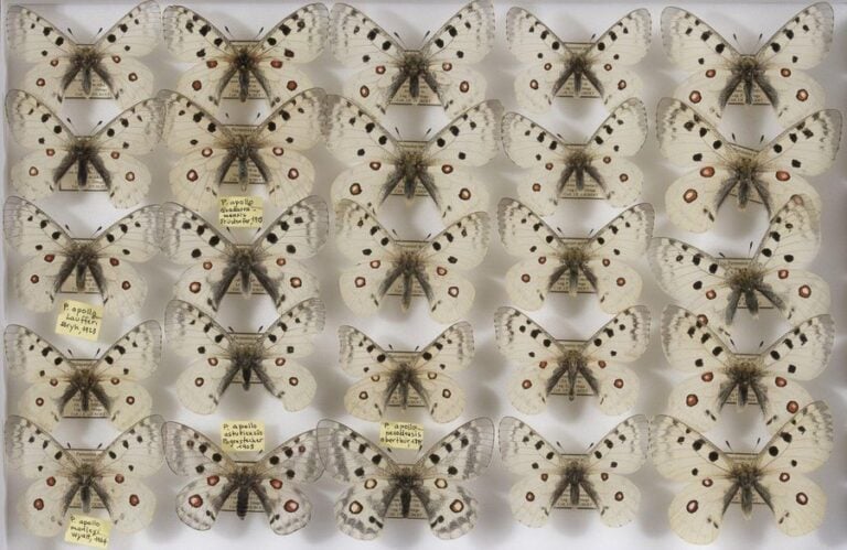 Parnassius apollo laufferi (3m),