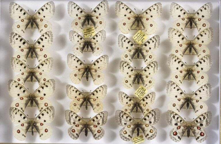 Parnassius apollo marteni (5m),