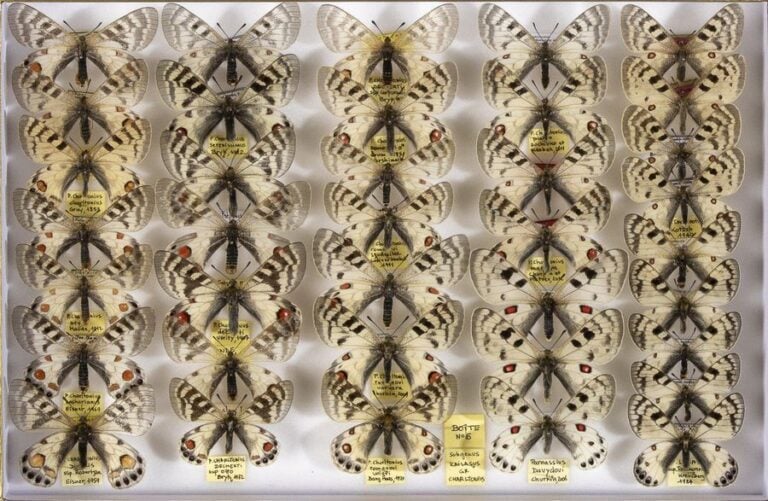 Parnassius davydovi (2m-1f), inopinatus ( 2m-2f dont un couple cotype), charltonius, romanovi dont marusya, (1m-1f paratype), loxia