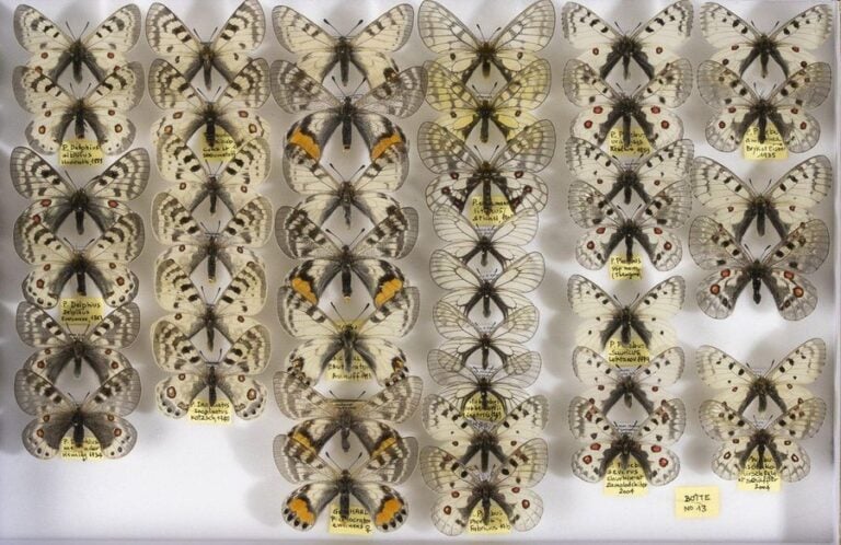 Parnassius dont autocrator (3m-4f), inopinatus (2m-2f), phoebus, apolloniu