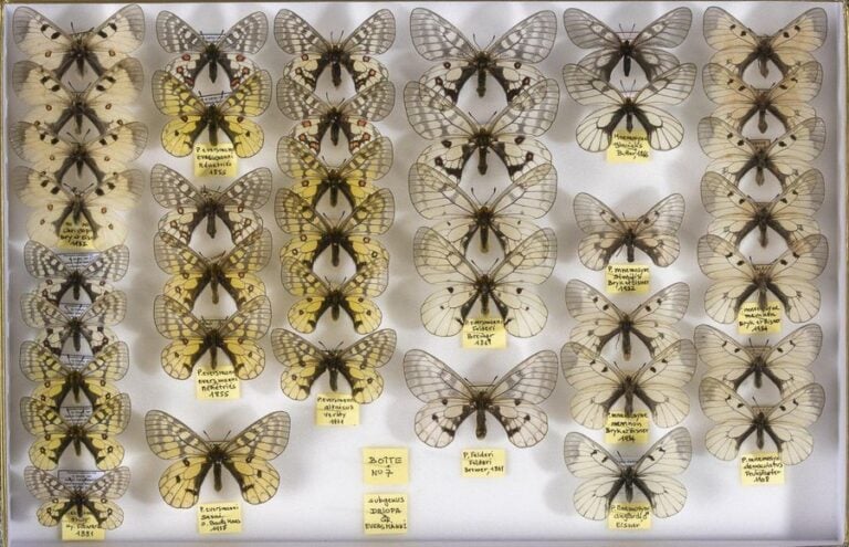 Parnassius dont imperator, orleans, ariadne, eversmanni dont sasai (1f), felder