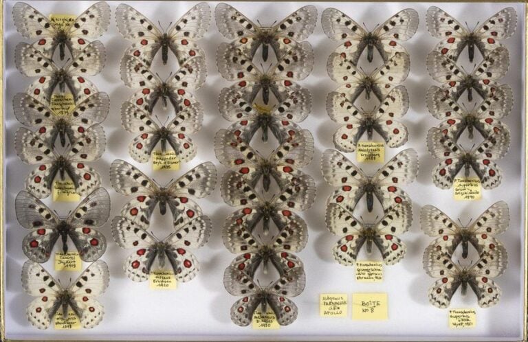 Parnassius dont tianschanicus, phoebus ruckbelli (1m), smintheus, bremer