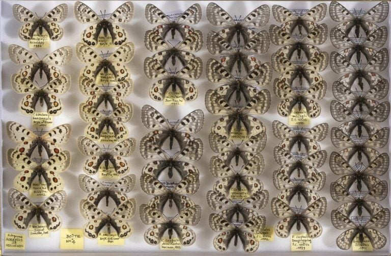 Parnassius szechenyii, cephalus, labeyrier