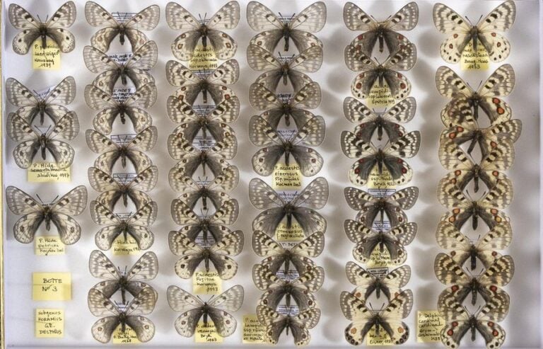 Parnassius tenedius, delphius, staudingeri, patricius, hide, acdesti