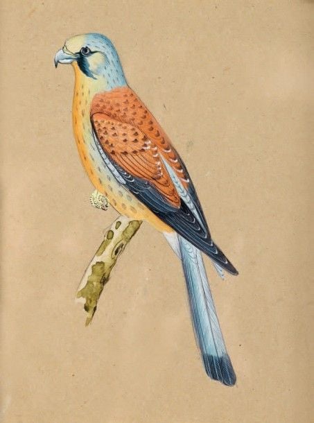 Perroquet Ara