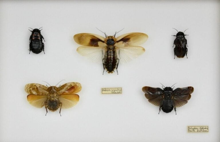 Phasma gigas (1f) et divers Orthoptères- Blattidae-
