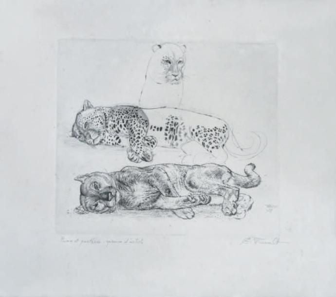 Puma et panthère 1937 Eau-forte et pointe sèche sur vélin, signée et datée dans la planche et contresignée au crayon en bas à droite À vue: 20,7 x 24 cm