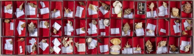 Quatre boîtes de Coquillages (107 x 32 c