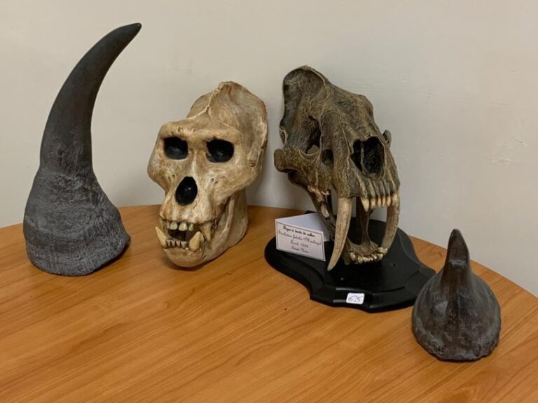 Quatre moulages en résine : Crâne de Gorille, Cornes de Rhinoceros noir (2), Tigre à dents de sabr
