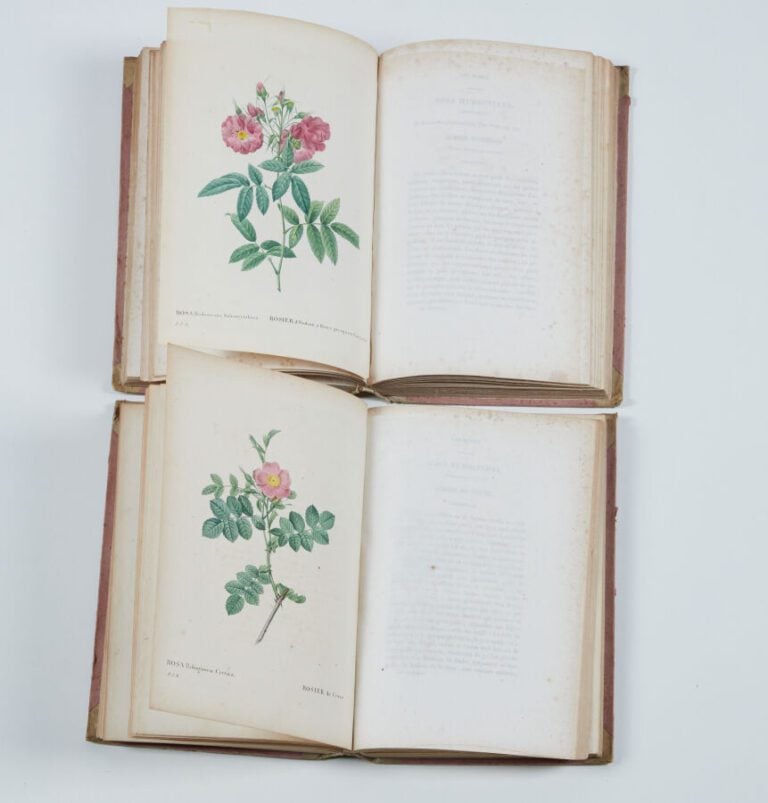 REDOUTÉ (PIERRE JOSEPH) - THORY (CLAUDE - ANTOINE) - Les Roses peintes par P. J…