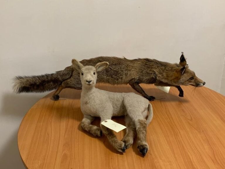 Renard  roux Canis rupes à l'affu