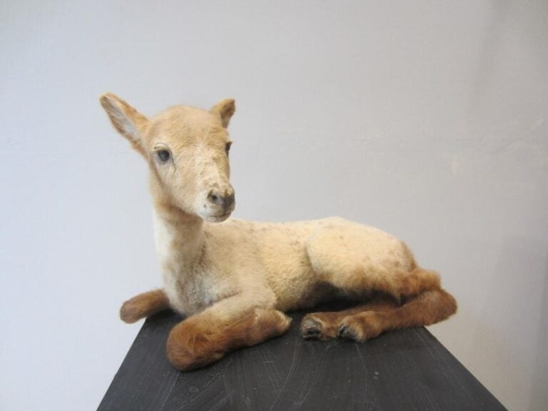 Renard roux Canis rupes et Agneau domestique Ovis aries couché