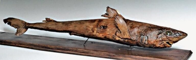 REQUIN NATURALISÉ présenté sous vitrine en boi