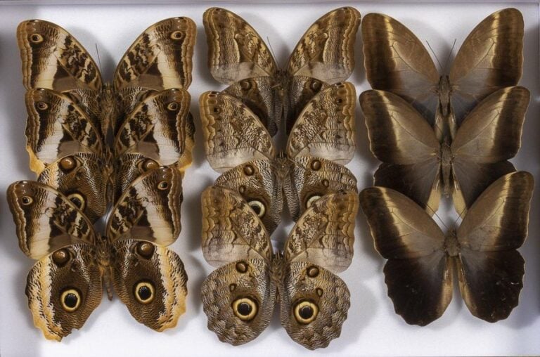 Rhopalocères exotiques : Caligo, Parides, Delias et