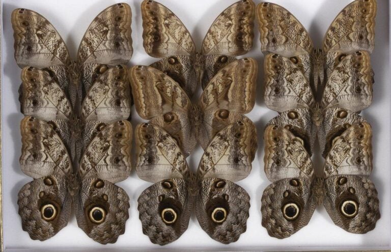 Rhopalocères exotiques dont Caligo, Papilio, Hebomoia et