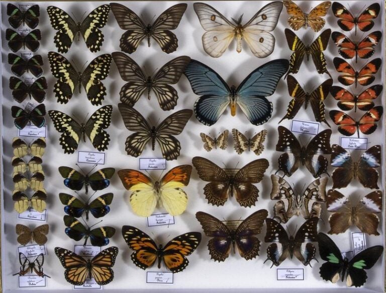Rhopalocères exotiques, paléarctiques
