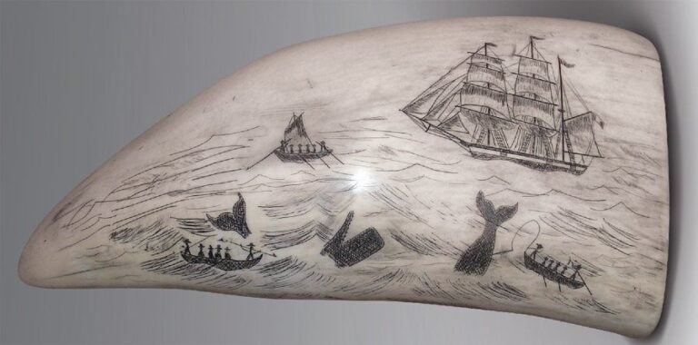 SCRIMSHAW FRANÇAIS Grande dent de cachalot polie finement gravée au trait sur les deux face